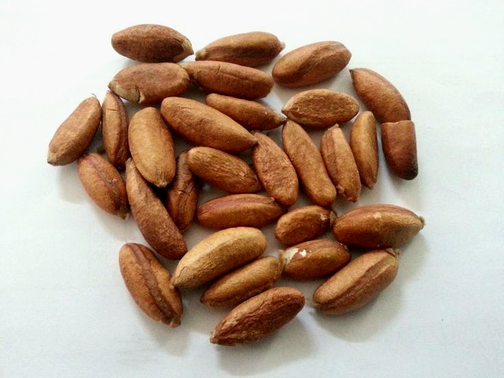 Amande de Pommier du Cayor